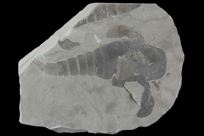 Eurypterus (Sea Scorpion) Fossil - New York #86789